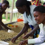Rwandan Coffee Industry and Domestic Violence: Empowering Women